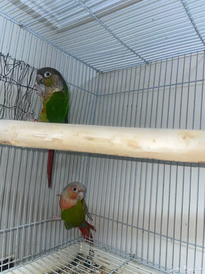 جوز كنيور منتج شرط 0