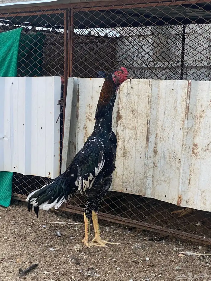 شامو الماني 0