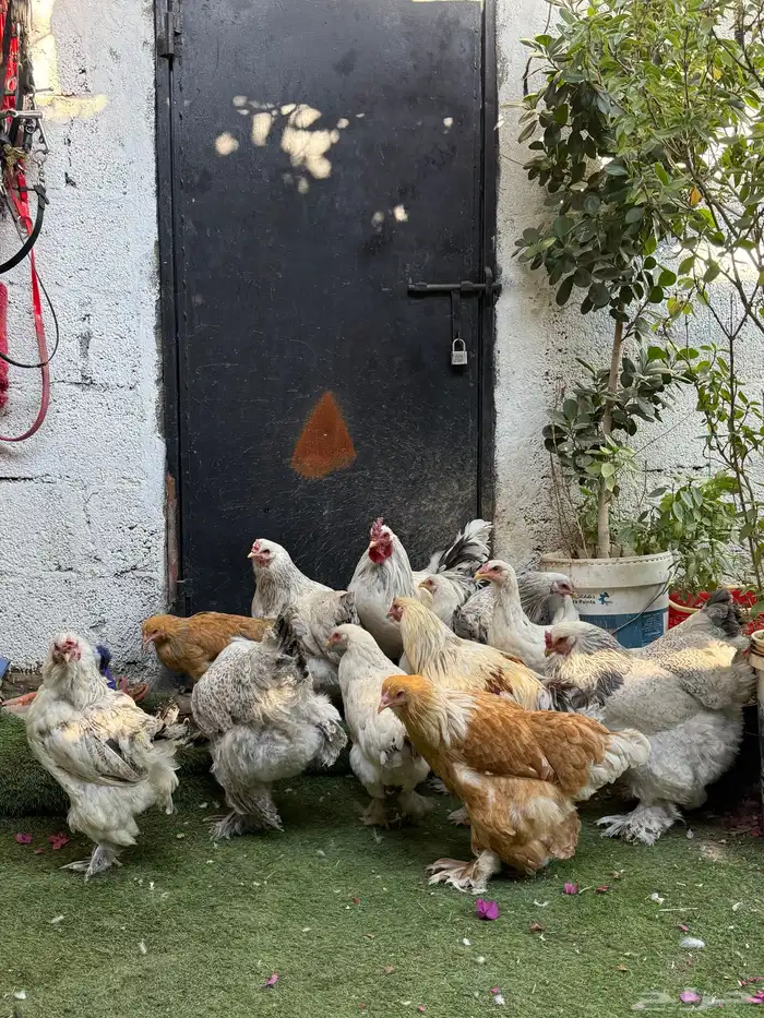 دجاج براهما 0