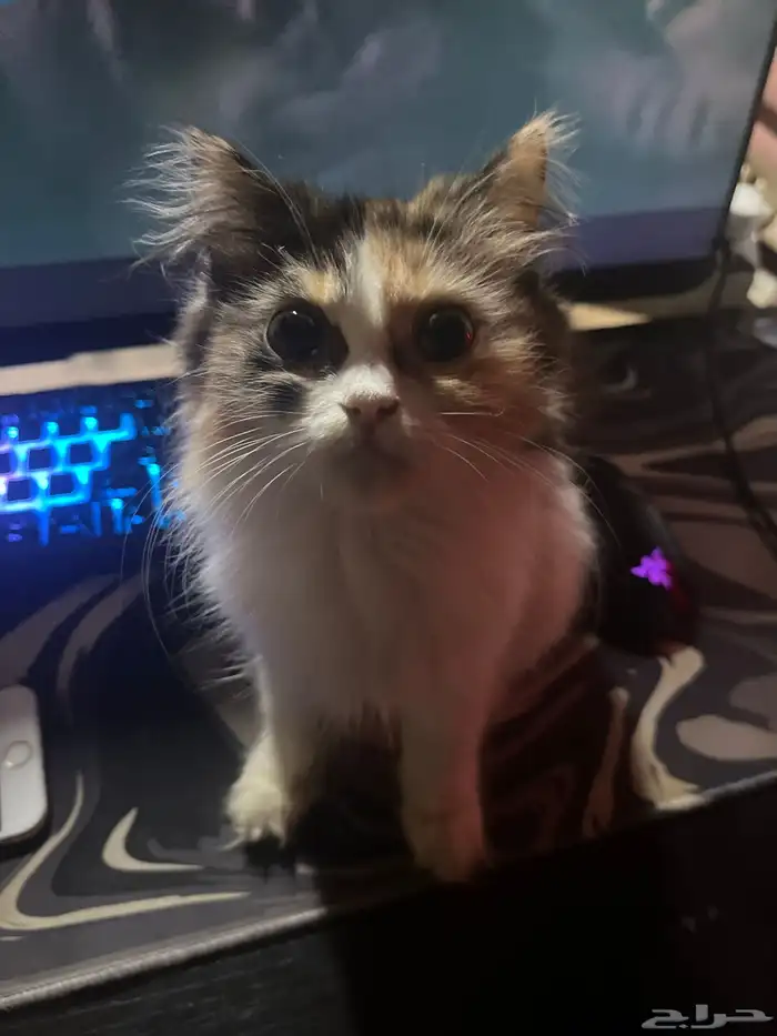 هملايا عمرها 4اشهر داخل في الخامس 0