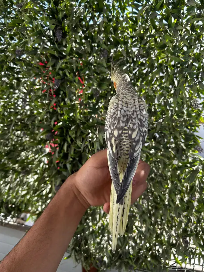 فرخ كروان اليف و هدد داخلي 3