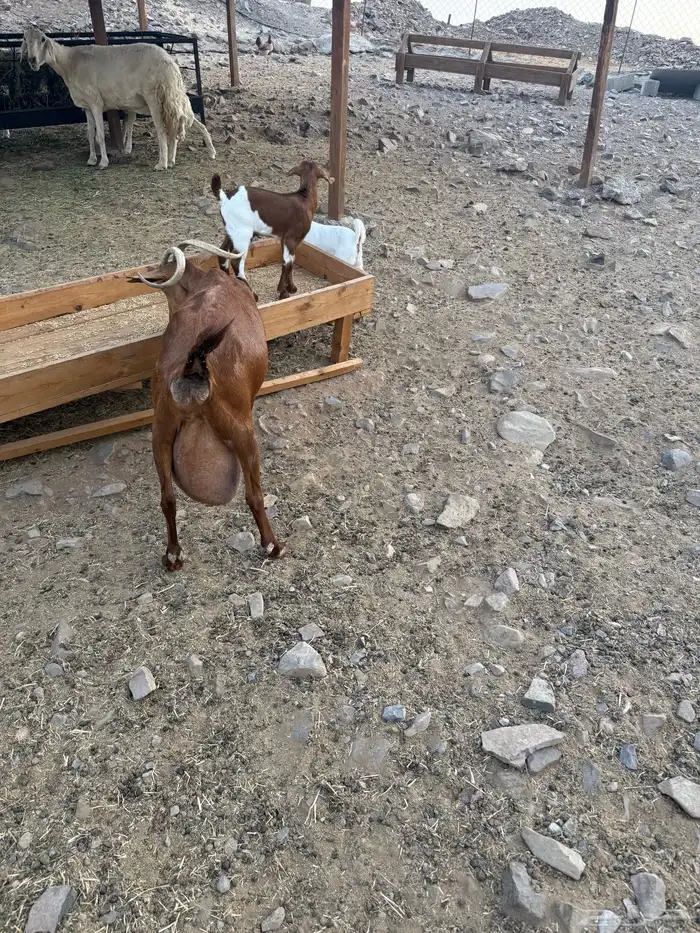 عنز محايليه متوم 10