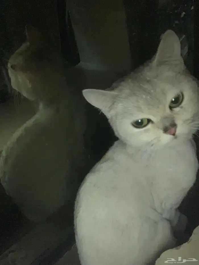 أنثى سكوتش للتبنى 1