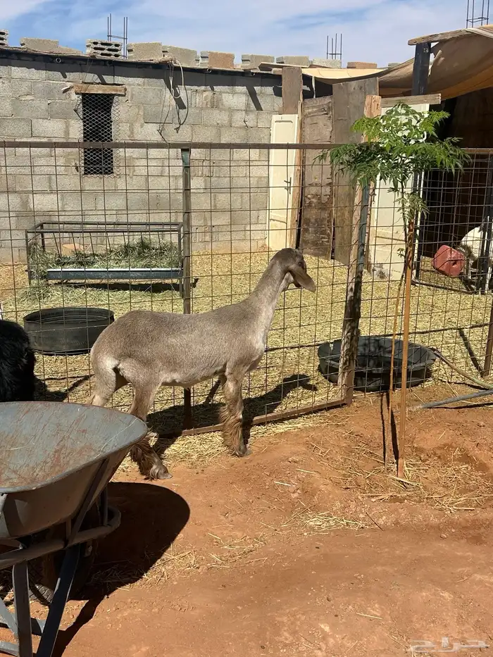 رخل ساكنية 2