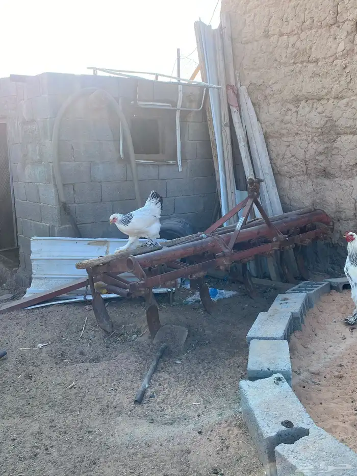 دجاج براهما للبيع 3