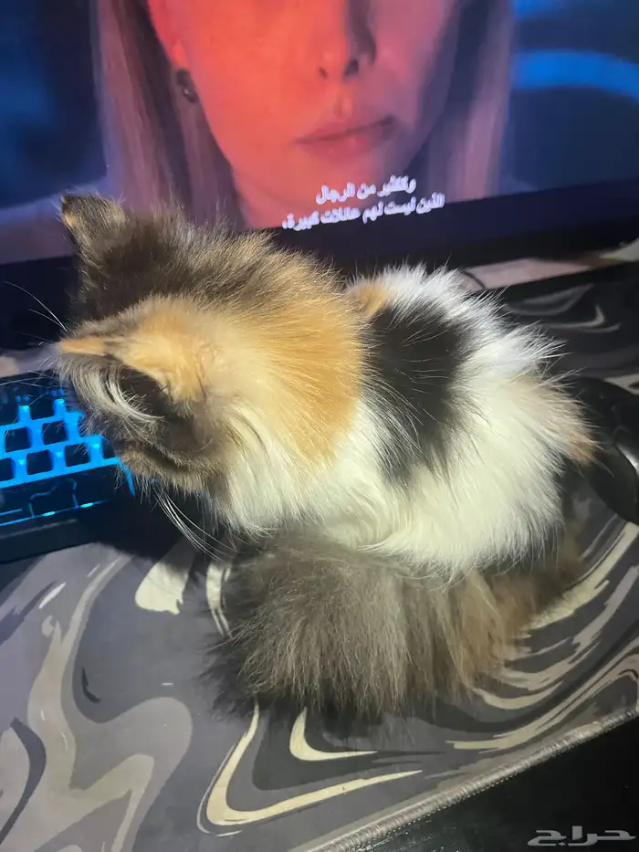 هملايا عمرها 4اشهر داخل في الخامس 1