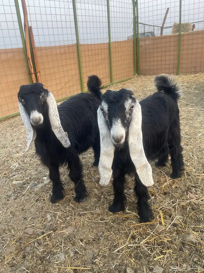 ذبايح تيوس وجفار مع التوصيل داخل بحره وحداء والجموم 0