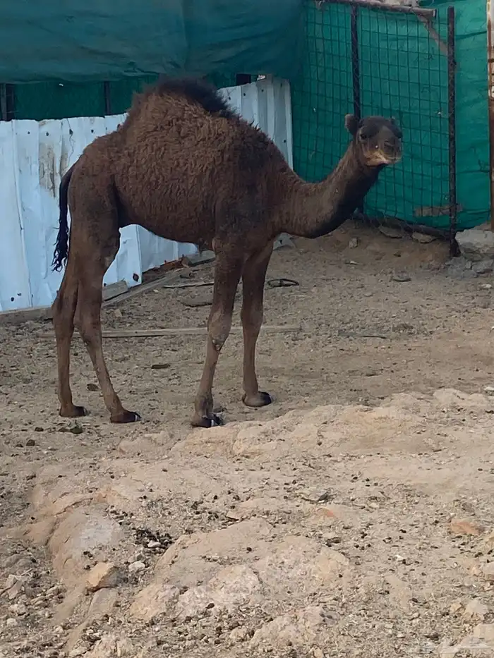 قعدان للبيع 1