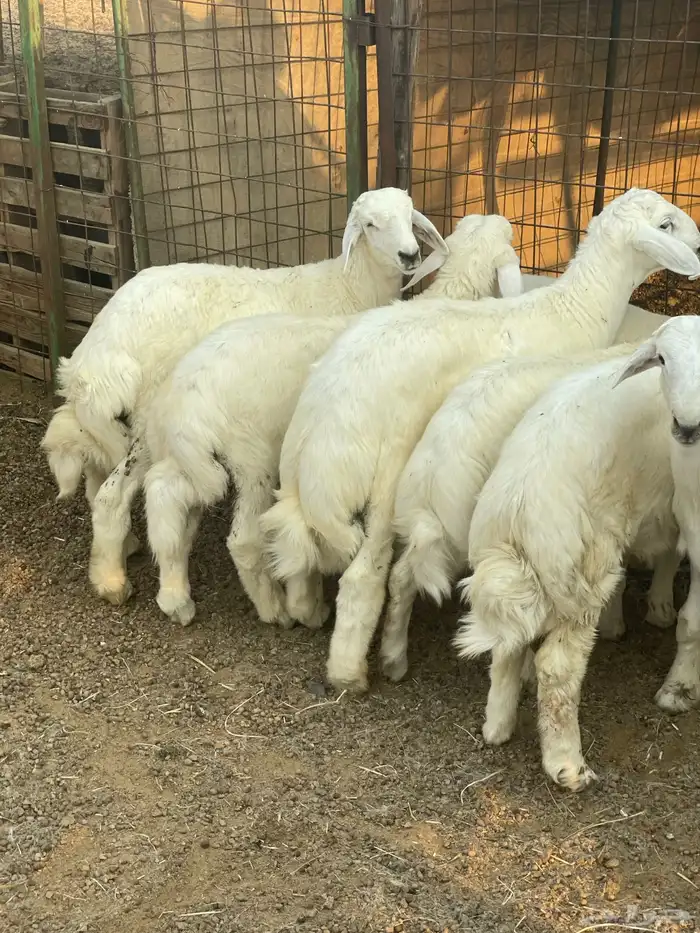 بهم حري نظيف 2