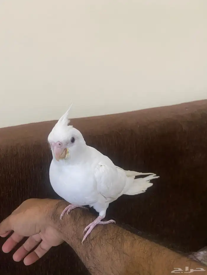 كروان البينو اليف (تم البيع) 0