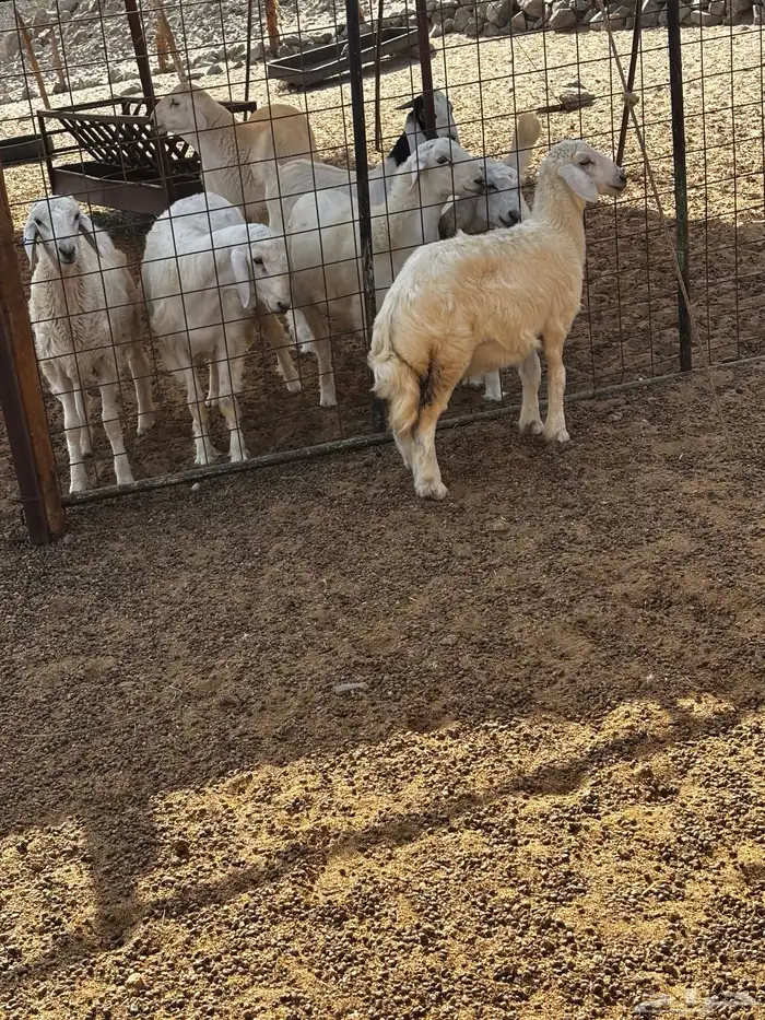 الشميسي طريق الخواجات 0