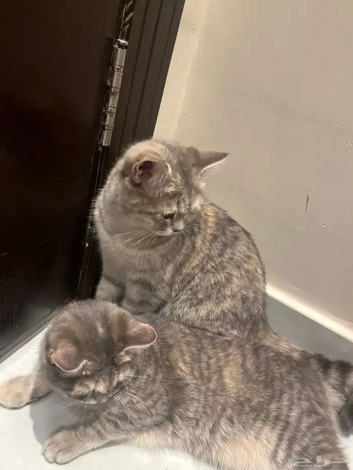 قط للبيع عمر 6شهور 0