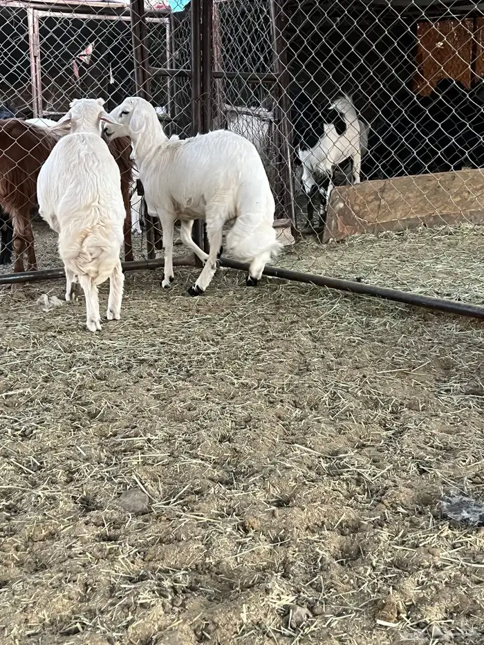 خروفين كفو كفو 4