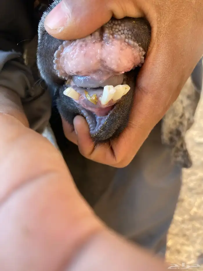 عنز طيبه دافع لها فوق الشهرين عل كلام رعيها سليمه 2