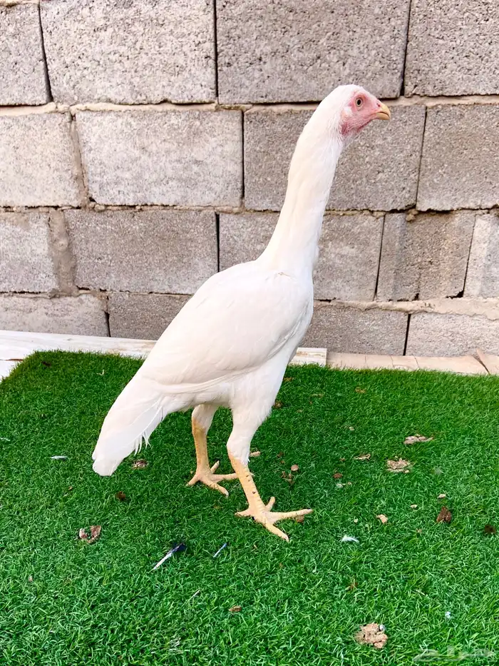 دجاجتين سندي نسل عم غبشان 5