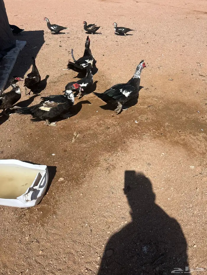 بط سوداني منتج 2