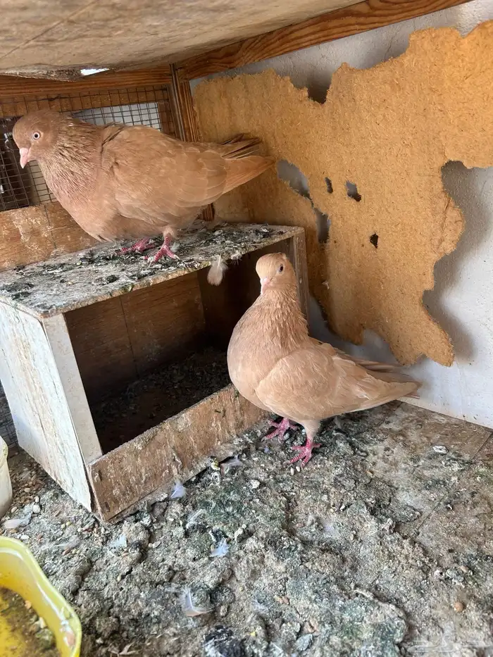 قلاب ارضي - انقليزي 2