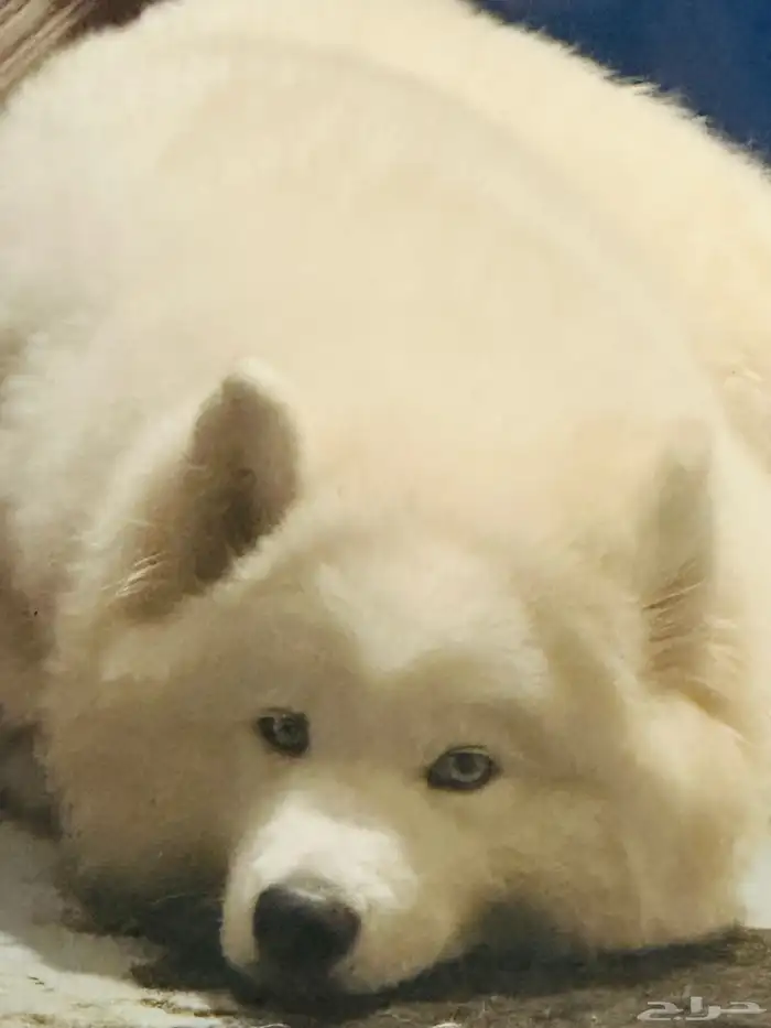 كلب ساموويد بيور 2