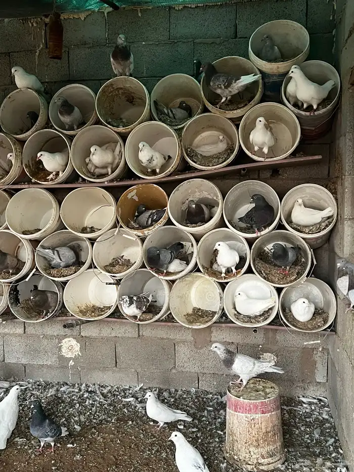 حمام للبيع 1