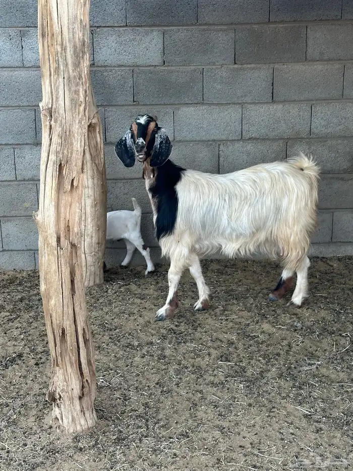 عنز عليها تيس سديس 3