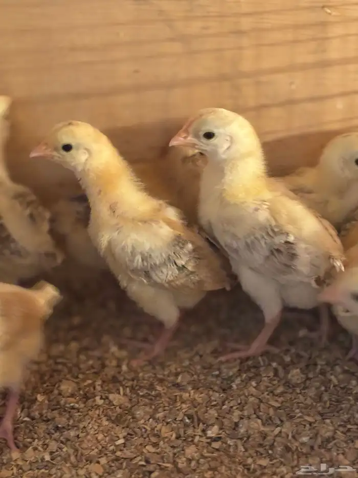 صوص بلدي فواتح 0