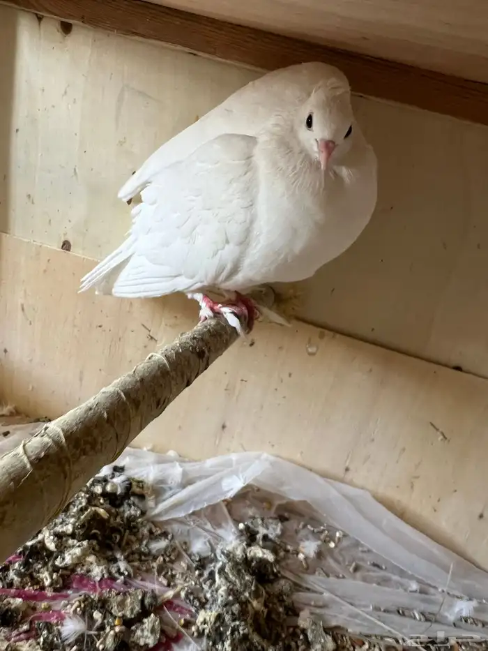 حمام صنعاوي منتج 4