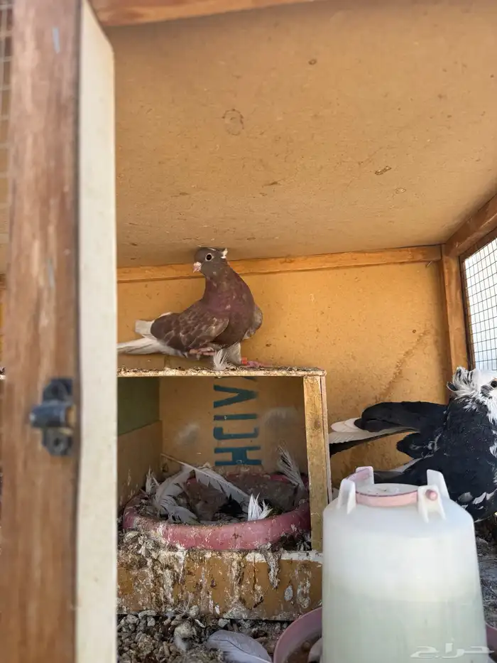 حمام قطايف 10