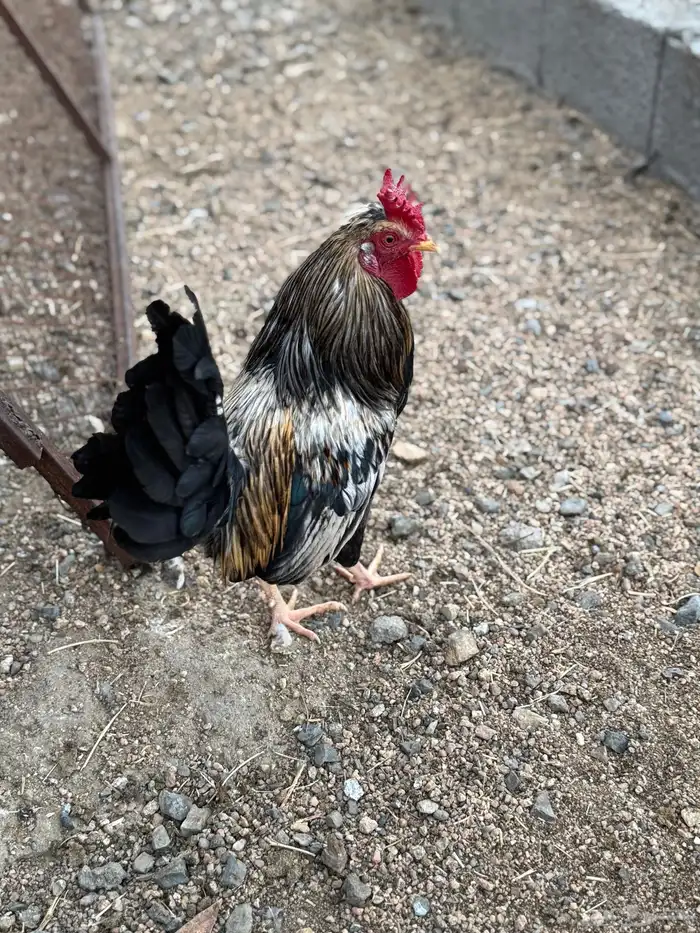 ديوك عربي أفرق مقبع 14