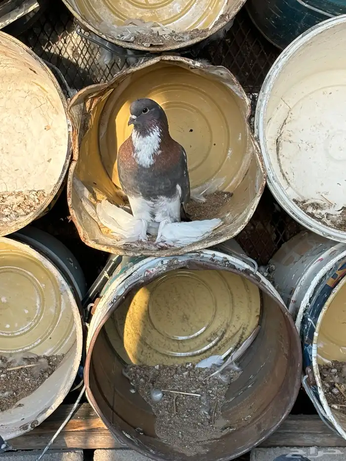 حمام نفاخي 0