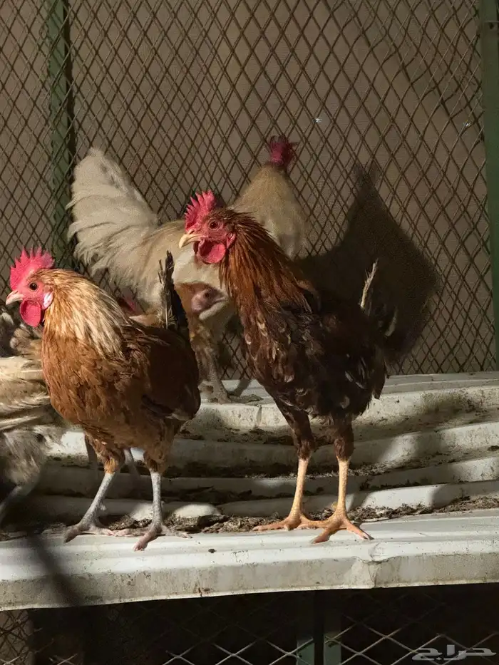 بيع ديوك ودجاج 6