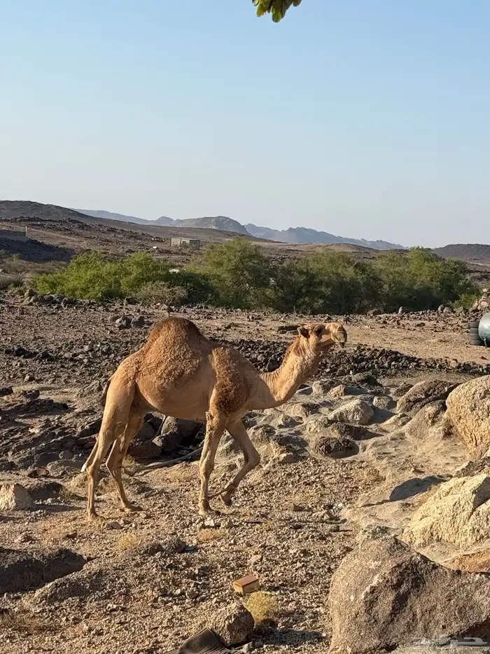 جمل اللون حمرالسن رباع بوه بعير بن رفعان 3