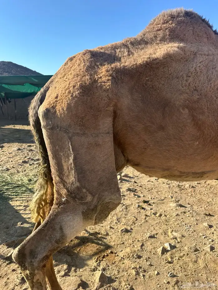 ابل ثلاث لبيع 9