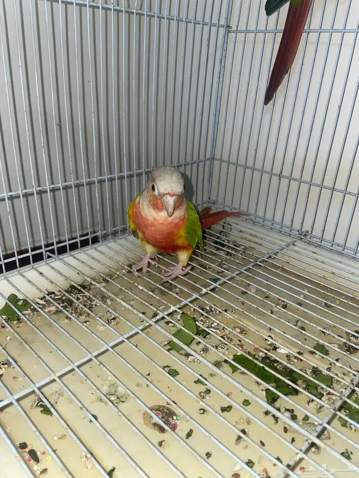 جوز كنيور منتج شرط 2