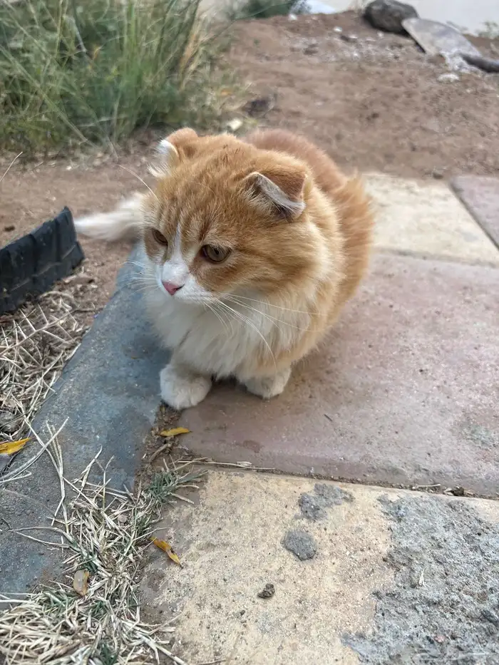 بساس بيت مرميه 2