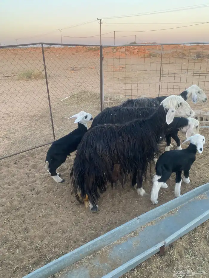 شياه نجد ولد 1