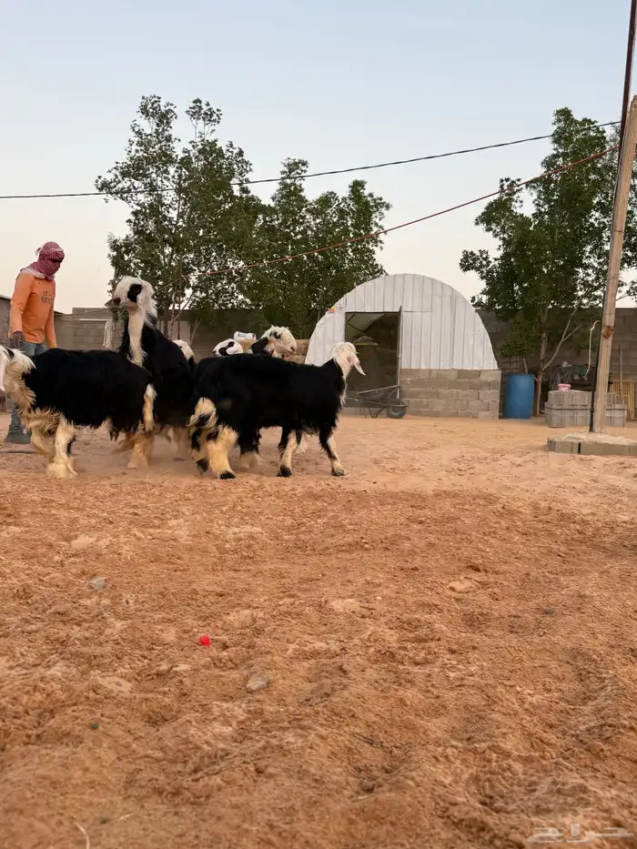 طليان نجدي طيبات ومغلقات 2