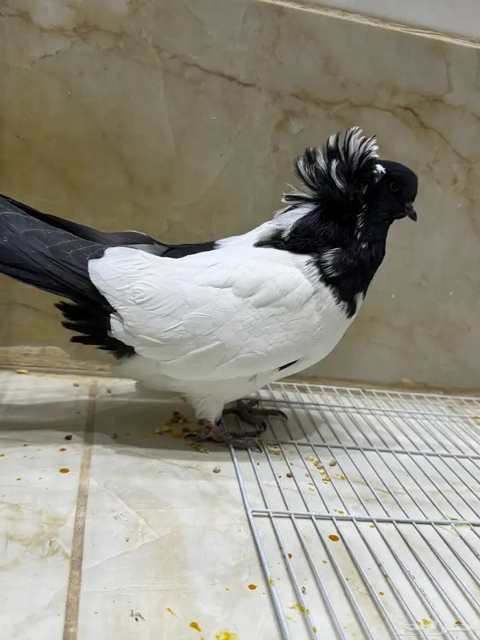 عرض لكم طيور سوداني الحجم م شاء الله بطل 24