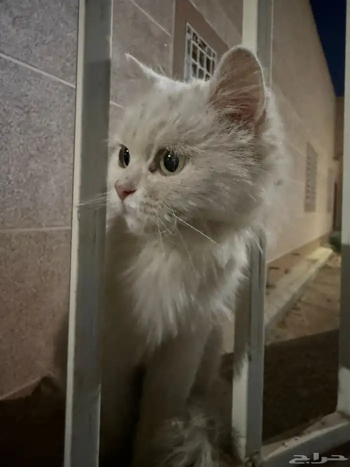 قطوه ضايعه حي التلال 1