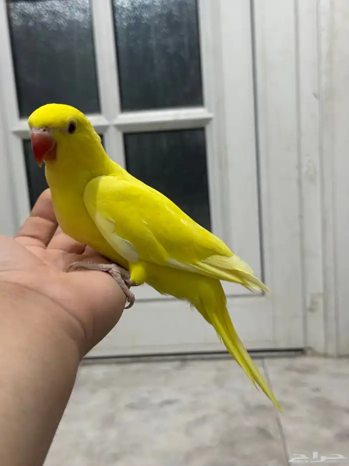 فرخ درة لاتينو نهاية غر   يقبل غر واليف 1