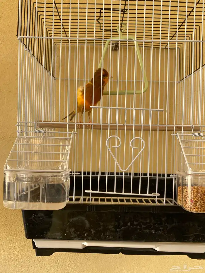 وصول دفعه من الكناري 2