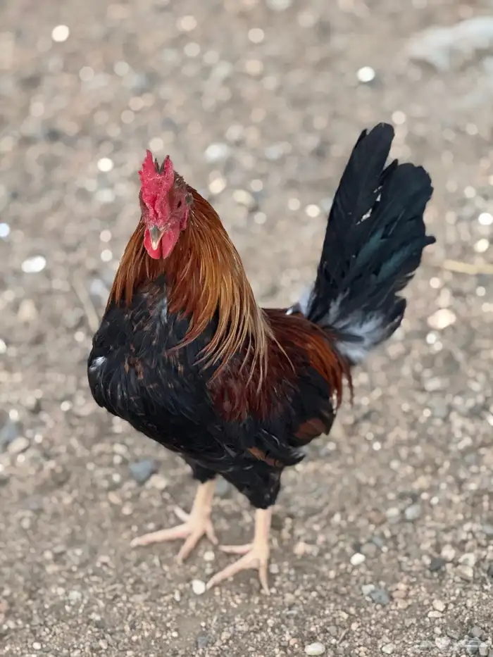 ديوك عربي أفرق مقبع 4