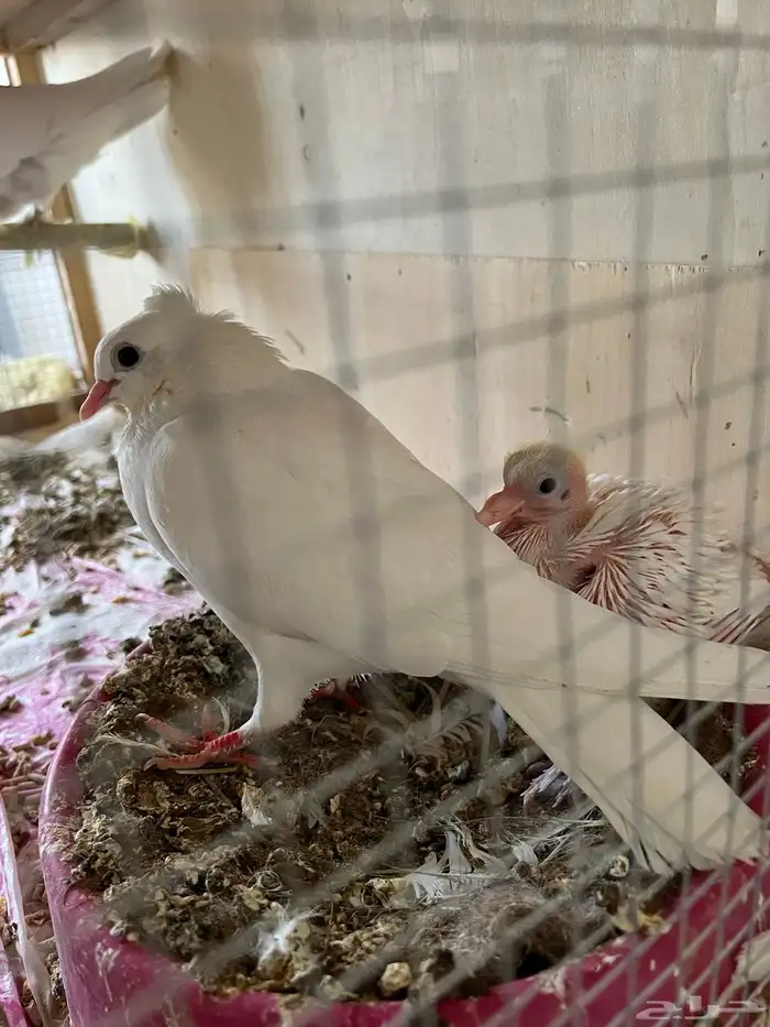 حمام صنعاوي منتج 0