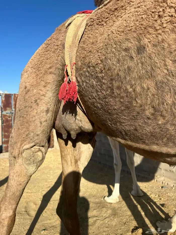 ابل ثلاث لبيع 6