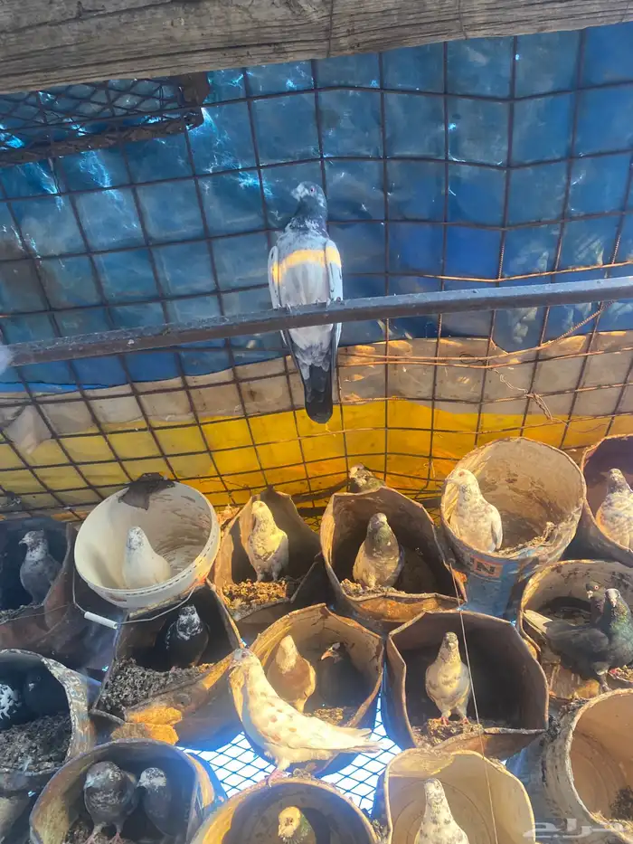 حمام مشكل 20