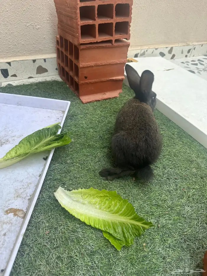 ارنب أليف بصحه ممتازه 0