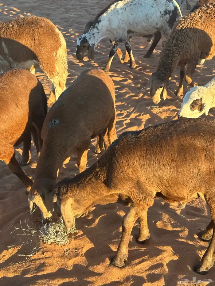 سواكن مرابي حمري 13