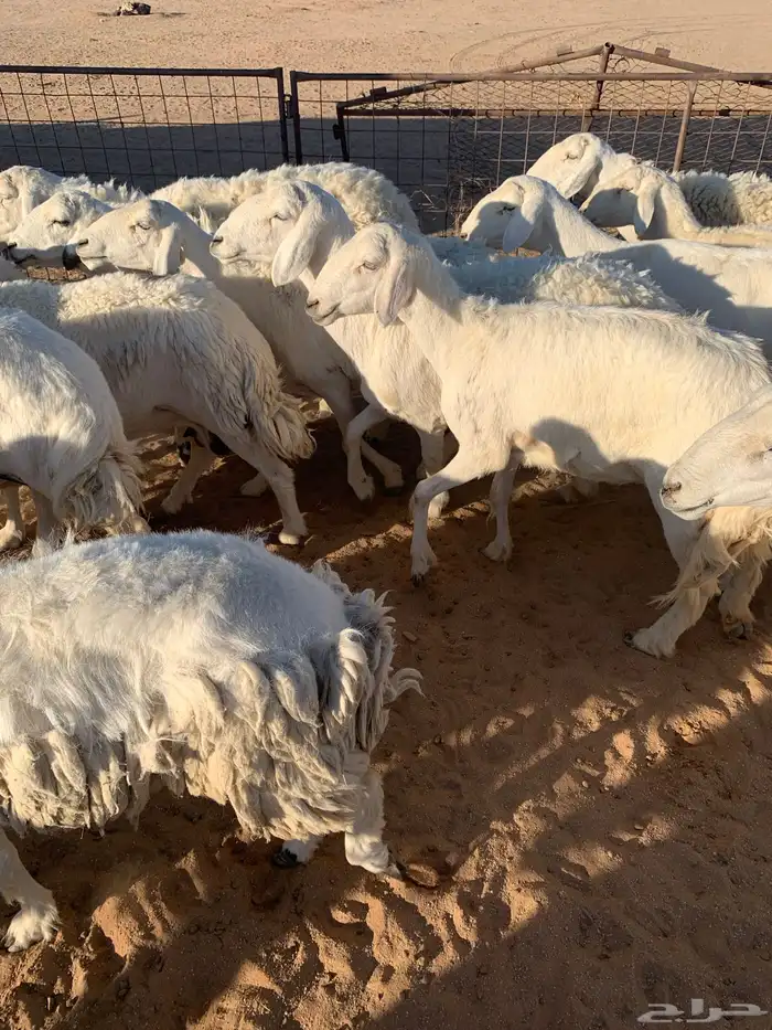 حريات عددها حوالي 30 مع الفحل معها بهم 15 2