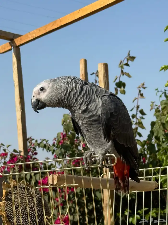 فرخ كاسكو العمر 5 شهور 0