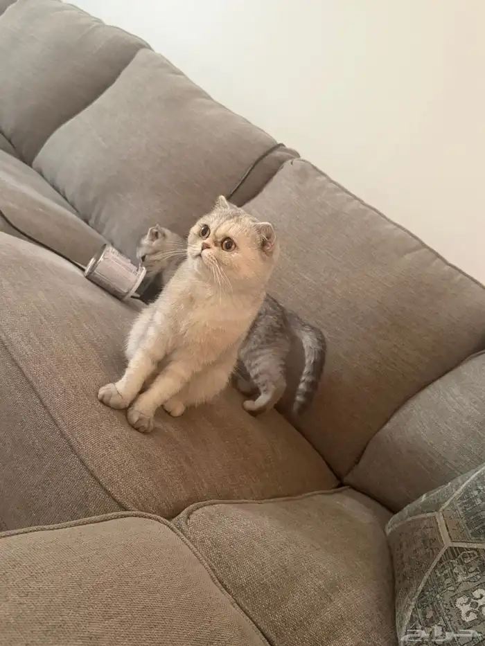 قطة انثى اسكوتش فولد مع عيالها ثلاثه 0