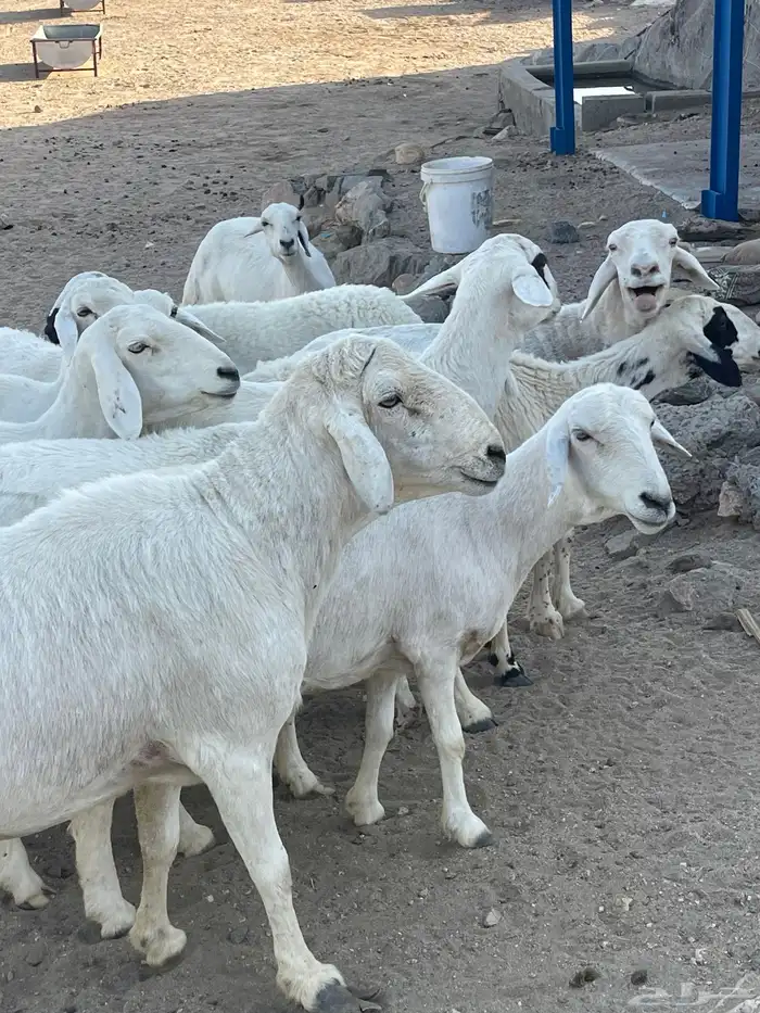 ضان حرش شعره قصيره بفحلها للبيع 0